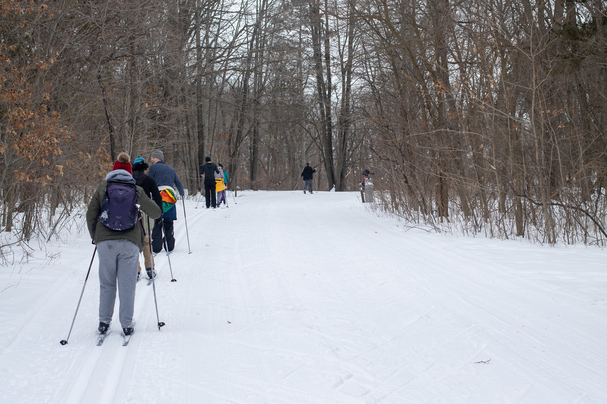 People xc skiing on snow in a woody environment